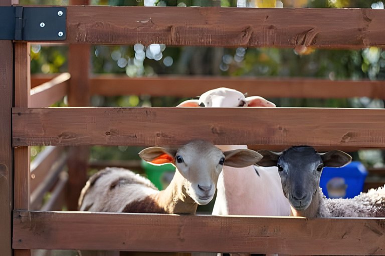 Villa Rural con Granja , fogata, y Jacuzzi SantaE