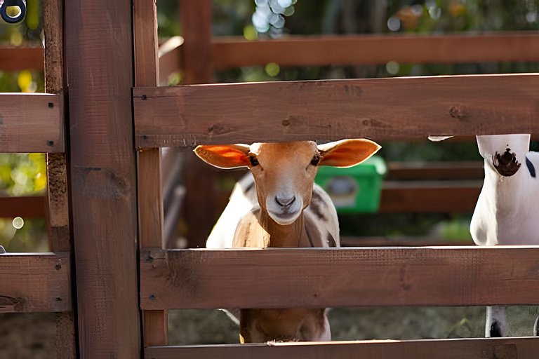 Villa Rural con Granja , fogata, y Jacuzzi SantaE