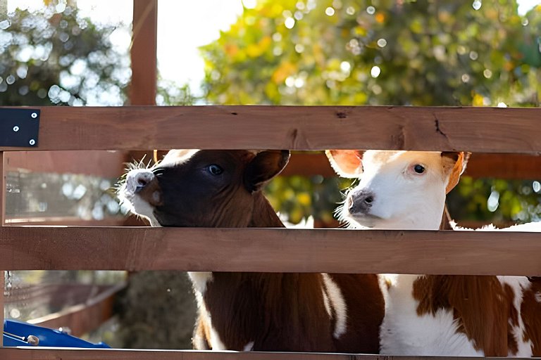 Villa Rural con Granja , fogata, y Jacuzzi SantaE