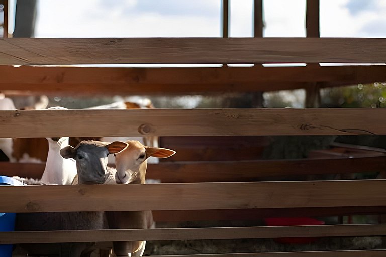 Villa Rural con Granja , fogata, y Jacuzzi SantaE