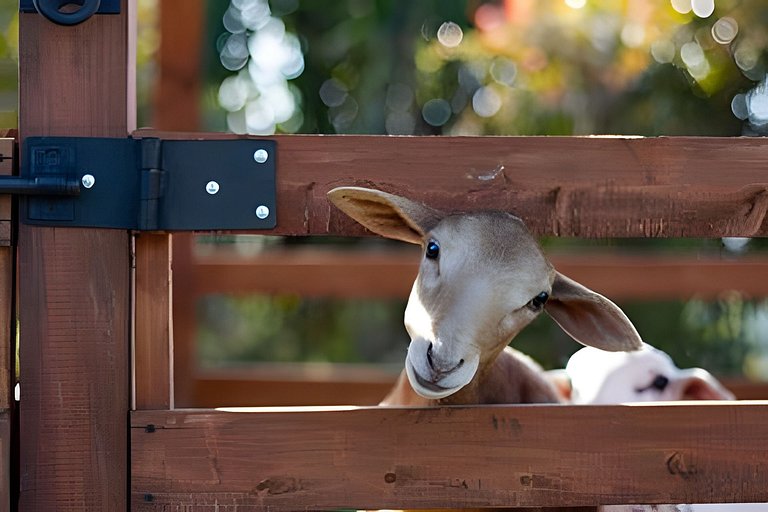 Villa Rural con Granja , fogata, y Jacuzzi SantaE