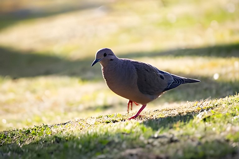 Villa Rural con Granja , fogata, y Jacuzzi SantaE